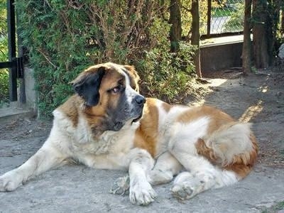 Sissi, uroczy pies Doroty Adamskiej