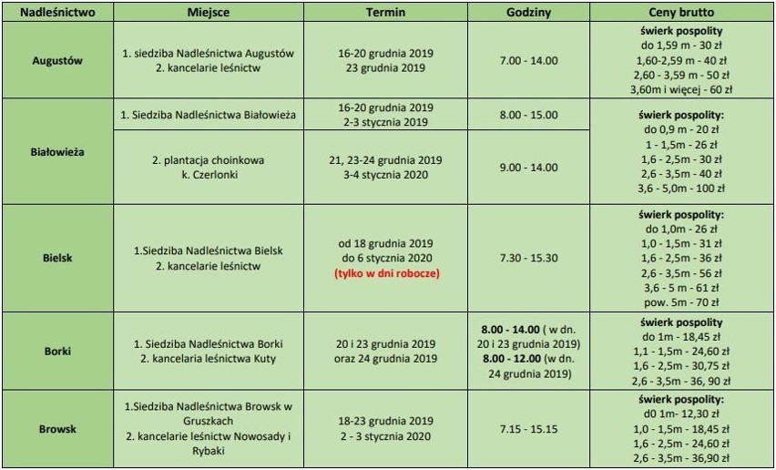 Świąteczne choinki z podlaskich nadleśnictw. Planujesz zakup? Sprawdź ich ceny