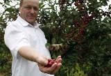 Plantatorom z Podkarpacia nie opłaca się hodować wiśni i porzeczek