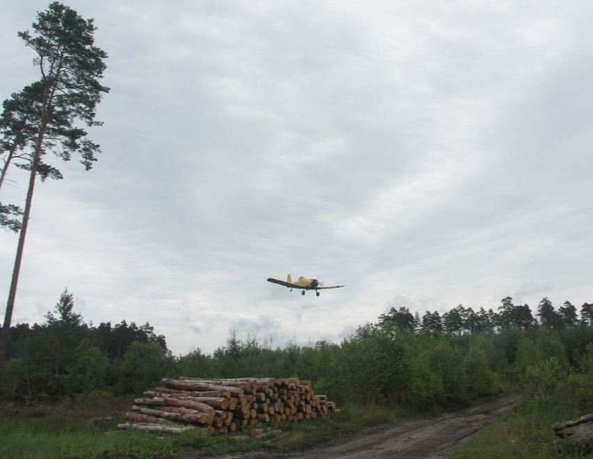 Wspólne ćwiczenia leśników i strażaków w powiecie skarżyskim. Z udziałem samolotu (ZDJĘCIA)