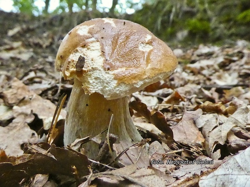 Wysyp grzybów w województwie lubelskim [ZDJĘCIA]