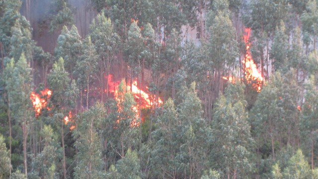 Pożary strawiły ponad 57 tys. ha lasów i nieużytków