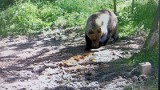 Niedźwiedź "złapany" przez fotopułapkę pod Tarnowem. Policja ostrzega przed drapieżnikiem i zaleca ostrożność podczas spacerów po lesie