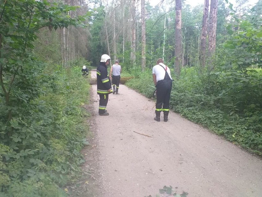 Drzewa i niebezpiecznie zwisające na drogę gałęzie usuwali...