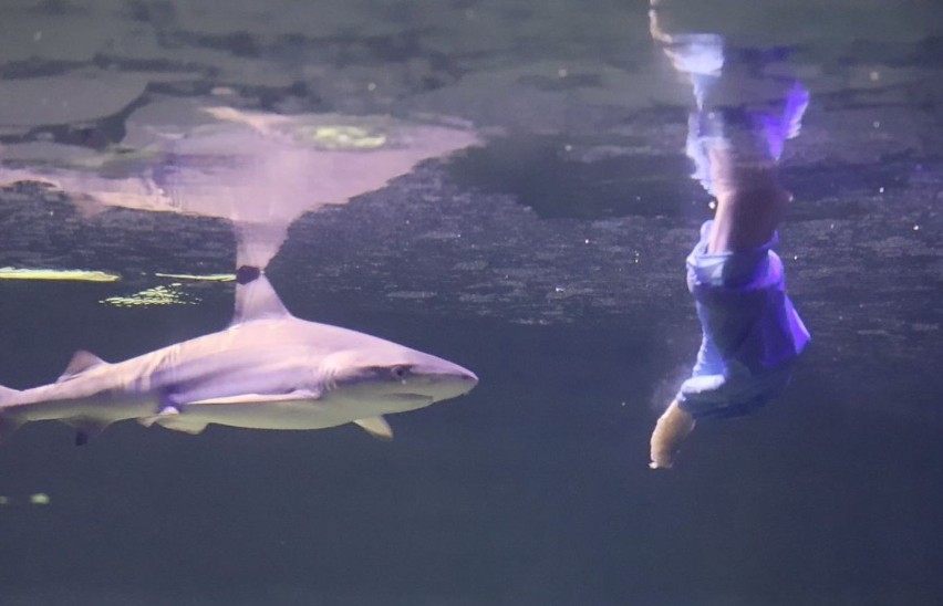 Co za widok! Oceanika w Kompleksie Świętokrzyska Polana w Chrustach ma małego rekina. Zobacz, jak go karmią