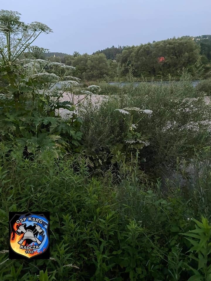 Nad brzegami sądeckich rzek pojawił się barszcz Sosnowskiego. Kontakt z rośliną jest niebezpieczny 