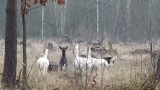 Białe sarny i jelenie w dolnośląskich lasach. Są przepiękne! [ZOBACZCIE FILM]