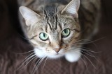 Odkryto nowy gatunek pasożyta kota domowego. Dokonali tego naukowcy Uniwersytetu Gdańskiego 