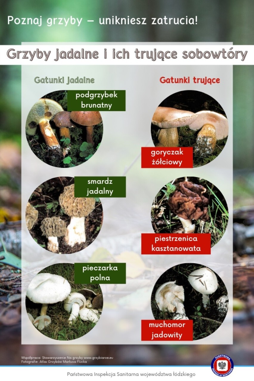 Grzyby jadalne i ich trujące sobowtóry. Mamy mini atlas grzybów online 2023 