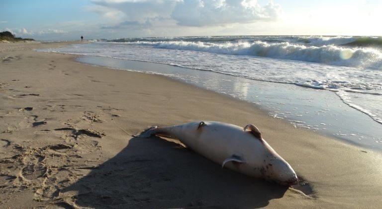 Na plaży w Dąbkach odnaleziono ciało morświna. Bałtyk...