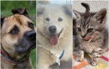 Psy i koty do adopcji we Wrocławiu i okolicy. Tymi maluchami zajmują się wolontariusze z Towarzystwa Opieki nad Zwierzętami