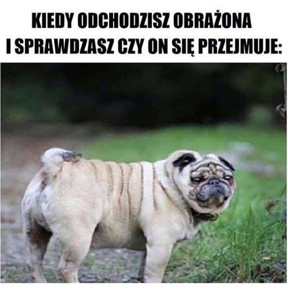 Memy Suchara Codziennego