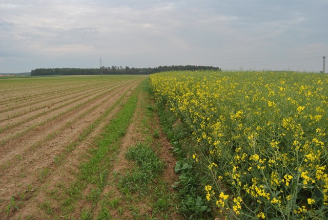 Piękna jest wiosna, szczególnie wiejskie krajobrazy, pełne malowniczych pól.