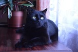 Dzień czarnego kota. Czy te zwierzęta przynoszą pecha? Przyślij nam zdjęcie swojego czarnego kota