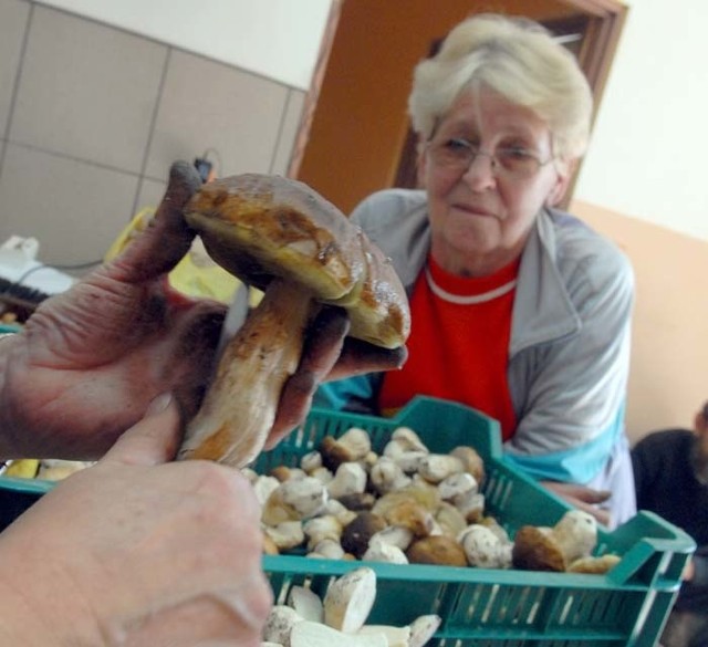 - Mam swoje miejsca, a nawet drzewa, pod którymi zawsze znajdę prawdziwki - mówi Eugenia Suder i liczy, że dzięki grzybom będzie mogła zmienić samochód