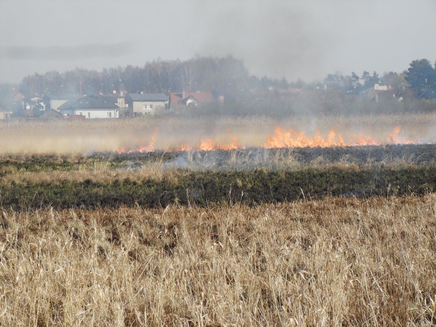 W Ustce za OSiR-em strażacy gaszą pożar trzech hektarów traw i trzcin