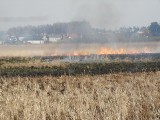 W Ustce za OSiR-em strażacy gaszą pożar trzech hektarów traw i trzcin