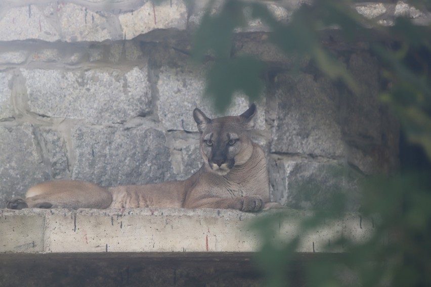 Puma Nubia jest na wybiegu tuż obok panter śnieżnych. Wiele...