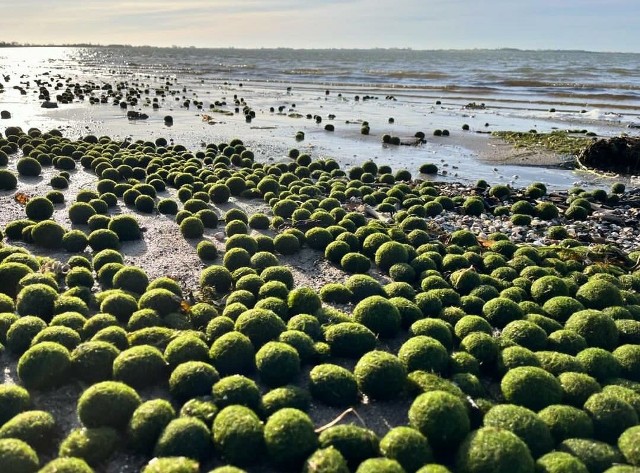 Inwazja zielonych kul na bałtyckiej plaży. Czy są żywe i należy się ich bać?