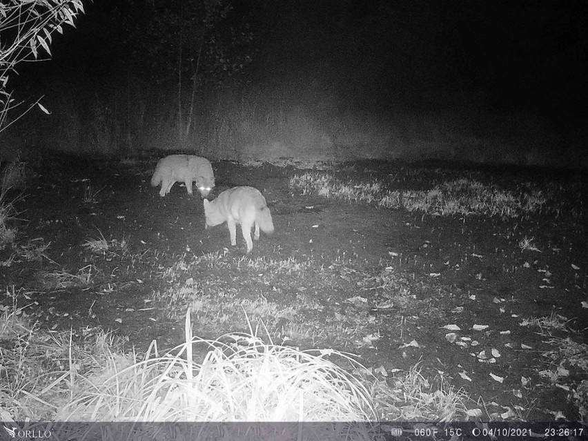 Leśnicy sfotografowali wilki na terenie leśnictwa Łukawa. W foto pułapkę "złapały się" cztery sztuki