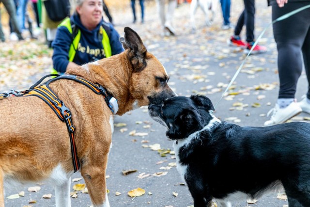 Spacer psów i ich opiekunów. "Parada Adopciaków" w Parku Planty