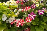 Petunie - jak uprawiać te piękne kwiaty i co trzeba o nich wiedzieć