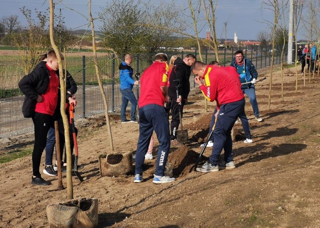 Akcja sadzenia drzew w Świebodzinie z okazji Światowego Dnia Ziemi