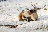 Wszystko, co chcecie wiedzieć o reniferach, ale wstydzicie się zapytać [ZDJĘCIA]