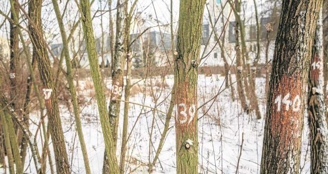 Oznaczone cyframi drzewa na działce w granicach parku krajobrazowego obok Zakrzówka zaniepokoiły mieszkańców