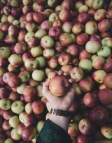 Zbiory jabłek będą najniższe od dziesięciu lat