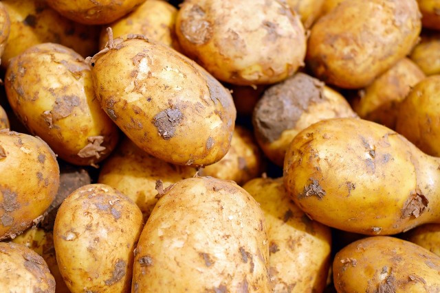 Naukowcy z Uniwersytetu Przyrodniczego w Poznaniu badają właściwości soku z ziemniaka. Okazuje się, że ma ich wiele i pomoże być pomocny m.in. w walce z nowotworami.