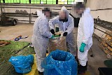Gdynia: Kokaina warta trzy miliardy złotych zabezpieczona w jednym z magazynów. Była ukryta w ananasach, do Polski trafiła z Ekwadoru