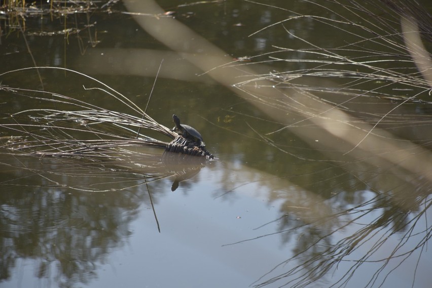 Po zimowej przerwie można już odwiedzać arboretum w...