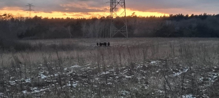 Zdziczałe stado można spotkać w rejonie Jarużyna, w pobliżu...