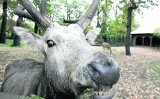 Ekolodzy są w szoku! Babiogórski Park Narodowy chce zastrzelić kilkadziesiąt swoich jeleni