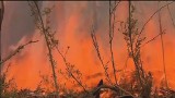 Pożary w Australii. Takiej katastrofy nie było od przeszło 30 lat (wideo)
