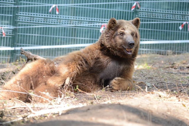 Niedźwiedź Baloo był u dentysty, a teraz szaleje na wybiegu!