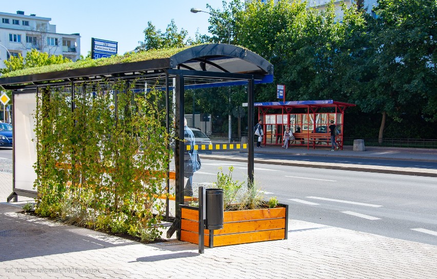 Białystok. W centrum miasta powstał kolejny zielony przystanek (zdjęcia)