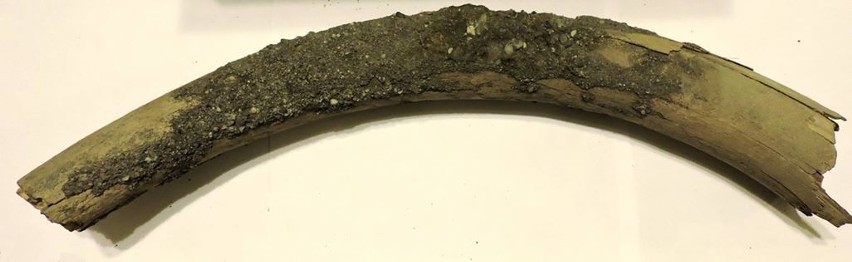 Odnaleziono kolejne szczątki mamutów