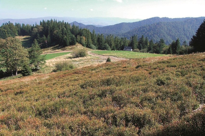 Beskid Sądecki - Hala Konieczna