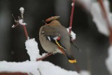 Czym i jak dokarmiać ptaki zimą? Popełniamy mnóstwo błędów