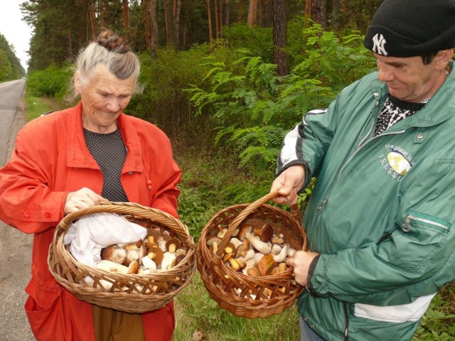 Lasy zajmują połowę powiatu stalowowolskiego i grzybiarzy tu jest mnóstwo.