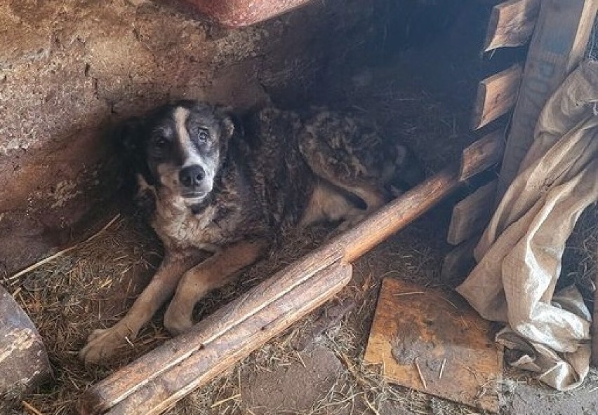 Oba psy zabrano kobiecie, która się nad nimi znęcała...