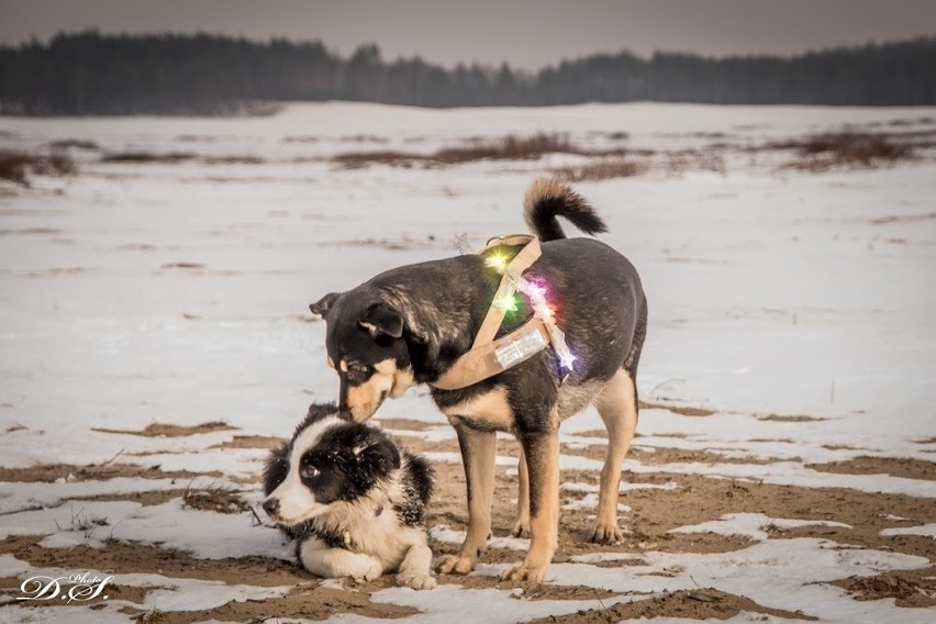 Psi spacer na Pustyni Błędowskiej z mikołajkowymi akcentami