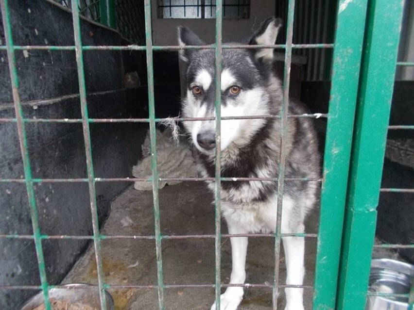 Wolontariusze nie wejdą do schroniska! Jest konflikt