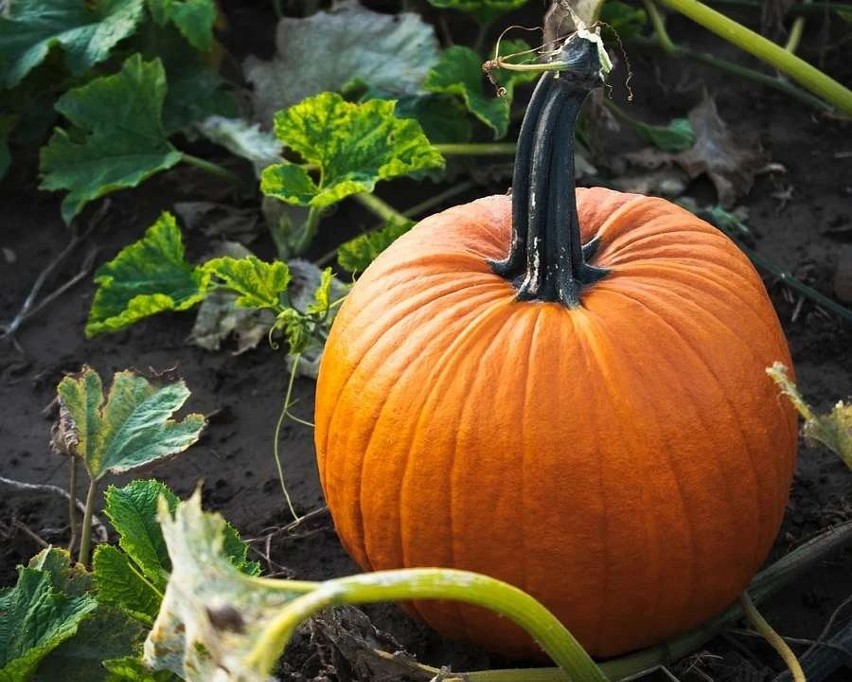 Dynia z pewnością wielu z nas kojarzy się z Halloween. Choć...