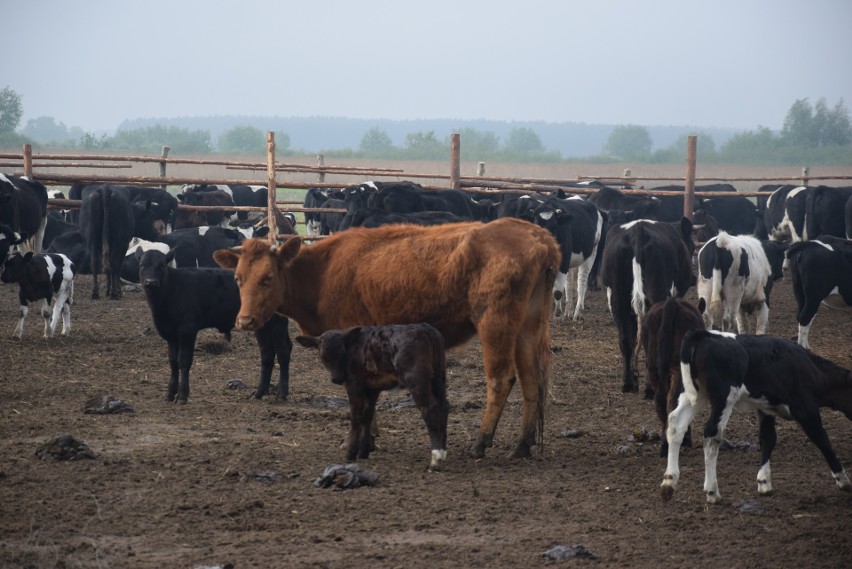 W maju krowy były w zagrodzie, dziś żyją już w rezerwacie na...