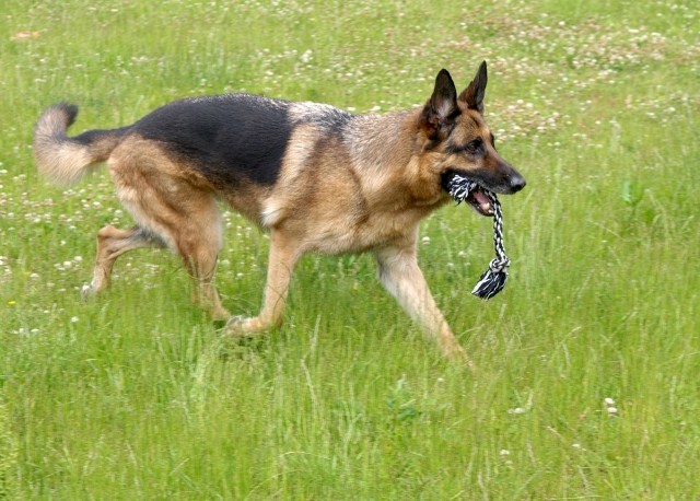 Spacerujący po lesie mężczyzna uratował temu pięknemu owczarkowi niemieckiemu życie. Pies wraca do pełni sił i najprawdopodobniej wkrótce trafi do nowego domu. Jest już chętny, by psa zaadoptować.