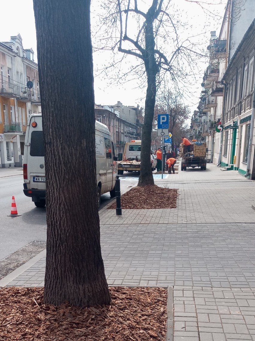 Na Lubartowskiej zazieleni się i zapachnie różami. Trwają wiosenne nasadzenia w centrum miasta