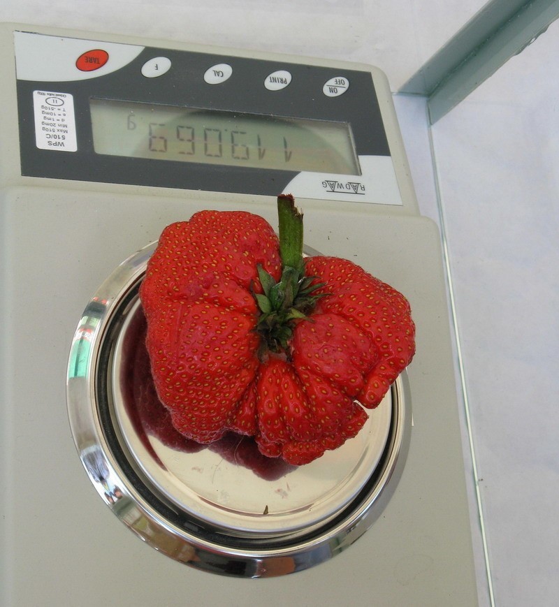 Zjeść kilogram truskawek w trzy minuty i jedną sekundę (zdjęcia)
